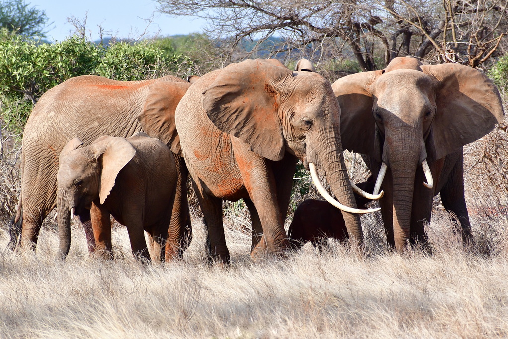 Tsavo East National Park